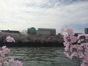 大川さくらクルーズ (18)